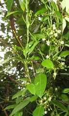 Cynanchum ellipticum