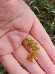 Sphagnum angermanicum