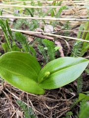 Platanthera convallariifolia