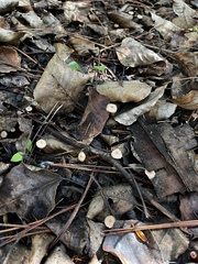 Pseudomarasmius pallidocephalus