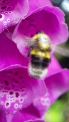 Bombus hortorum