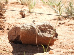 Meroles suborbitalis