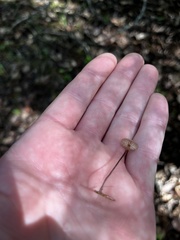 Pseudomarasmius pallidocephalus