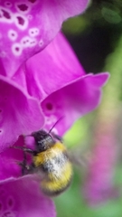 Bombus hortorum