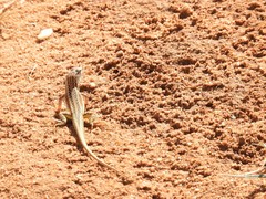 Meroles suborbitalis