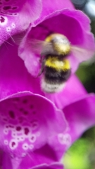 Bombus hortorum