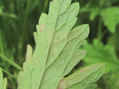 Peronospora verbenae