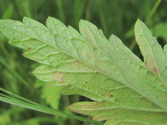Peronospora verbenae