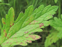Peronospora verbenae