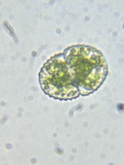 Cosmarium amoenum