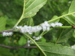 Prociphilus xylostei