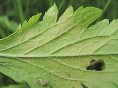 Peronospora verbenae
