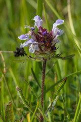 Prunella laciniata