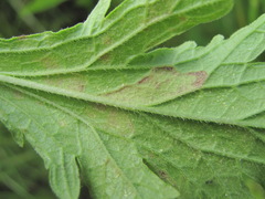 Peronospora verbenae