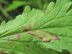 Peronospora verbenae