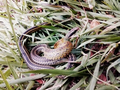 Dendrophidion bivittatus