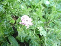 Mutellina