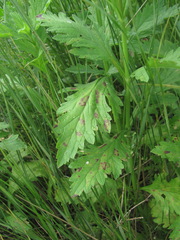 Peronospora verbenae
