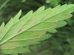 Peronospora verbenae
