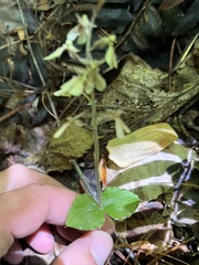Neottia smallii