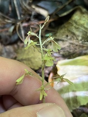 Neottia smallii