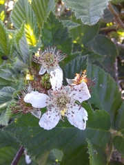 Rubus serissimus