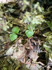 Neottia smallii