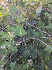 Rubus serissimus
