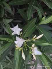 Nerium oleander