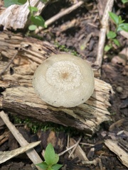 Fungi