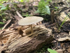 Fungi