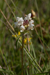 Prunella laciniata