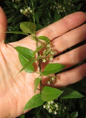 Cynanchum ellipticum