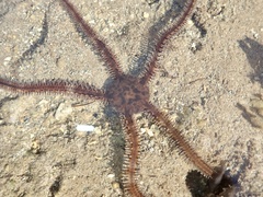 Ophiocoma scolopendrina