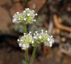 Cryptantha gracilis