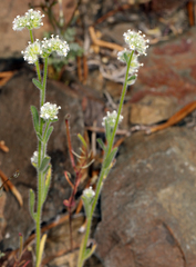 Cryptantha gracilis