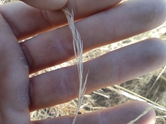 Aristida setacea