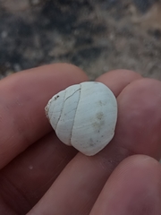 Sphincterochila candidissima