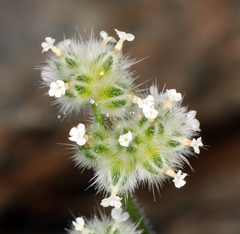 Cryptantha gracilis