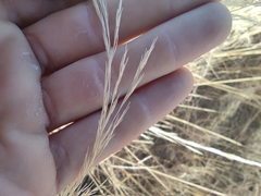 Aristida setacea