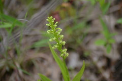 Platanthera flava herbiola