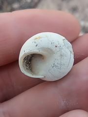 Sphincterochila candidissima