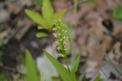 Platanthera flava herbiola