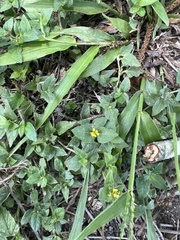 Calyptocarpus vialis