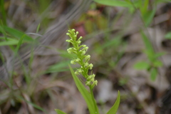 Platanthera flava herbiola
