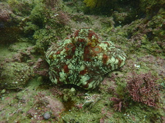 Octopus bimaculatus