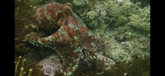 Octopus bimaculatus