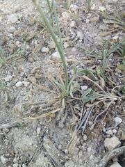 Catananche caerulea image