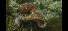 Octopus bimaculatus