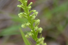 Platanthera flava herbiola
